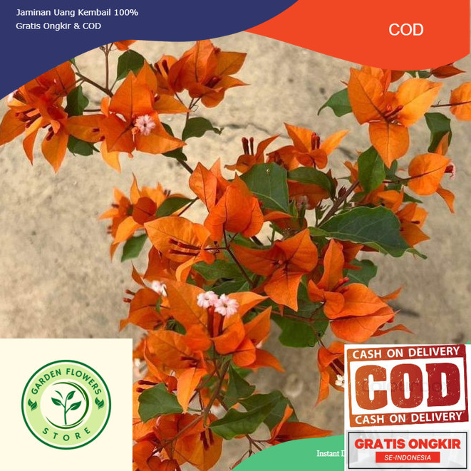 BOUGENVILLE FIRE OVAL (COD)