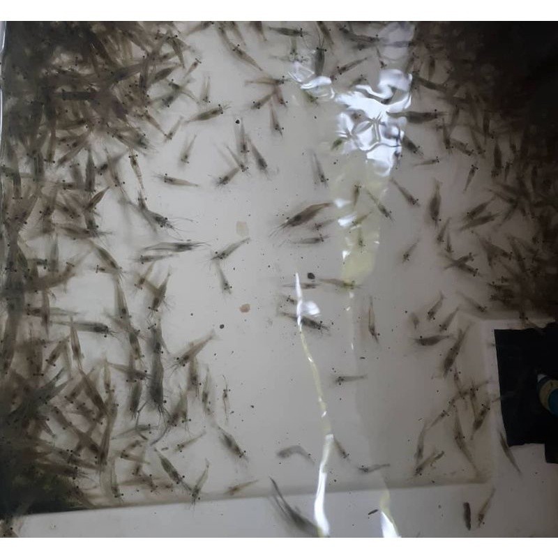 HOBI udang hidup pakan  predator