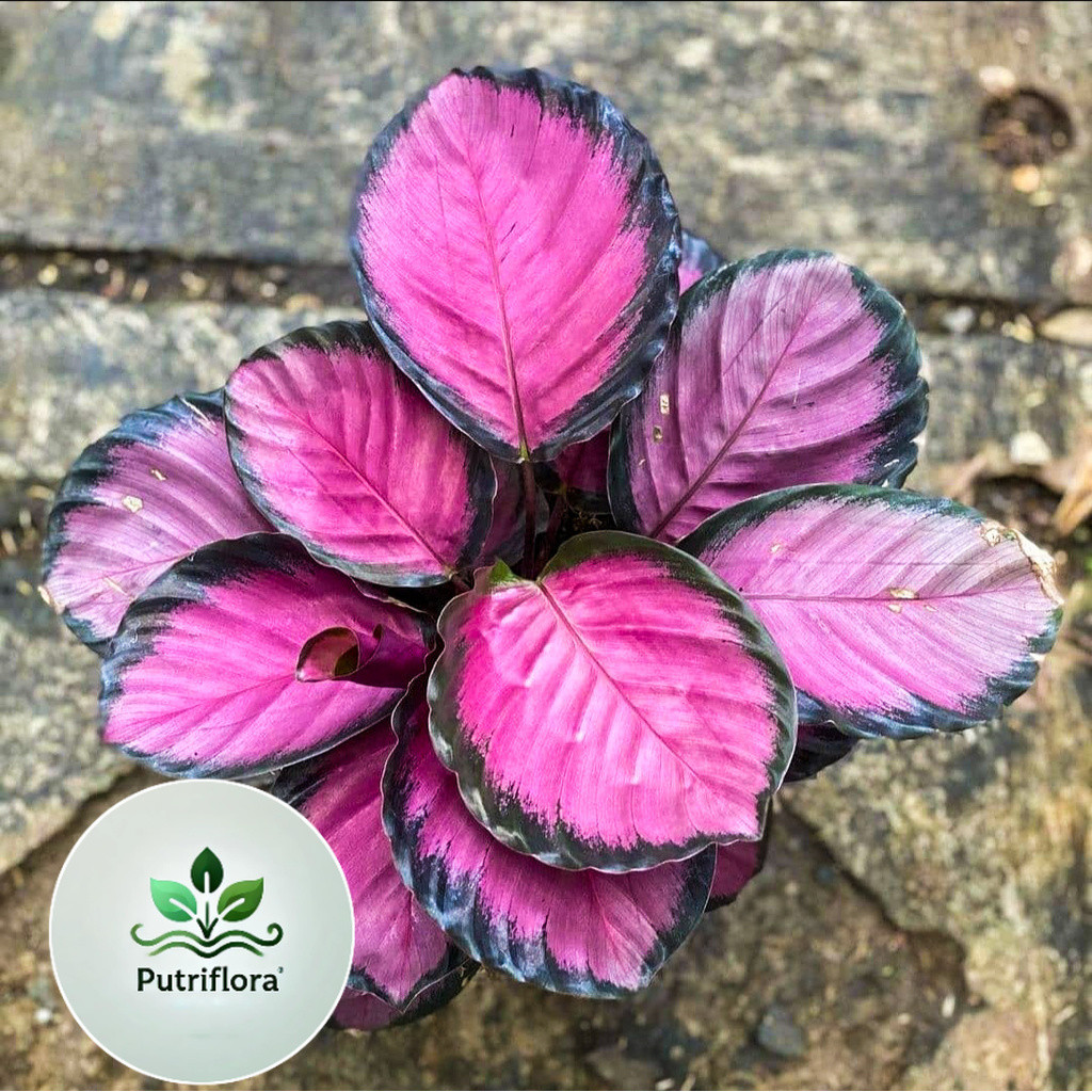 (BISA COD) Tanaman Hias Calathea Crimson/ Tanaman Hias Calathea Kalatea Import Bunga Impor Berkualit