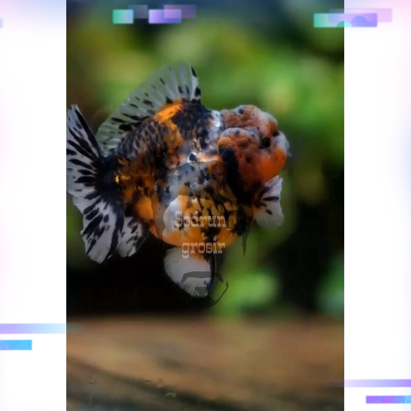 Hiasan aquarium Koki OST TIGER Jambul