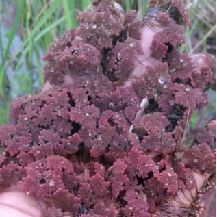 bibit benih azolla microphylla  merah 500 gram