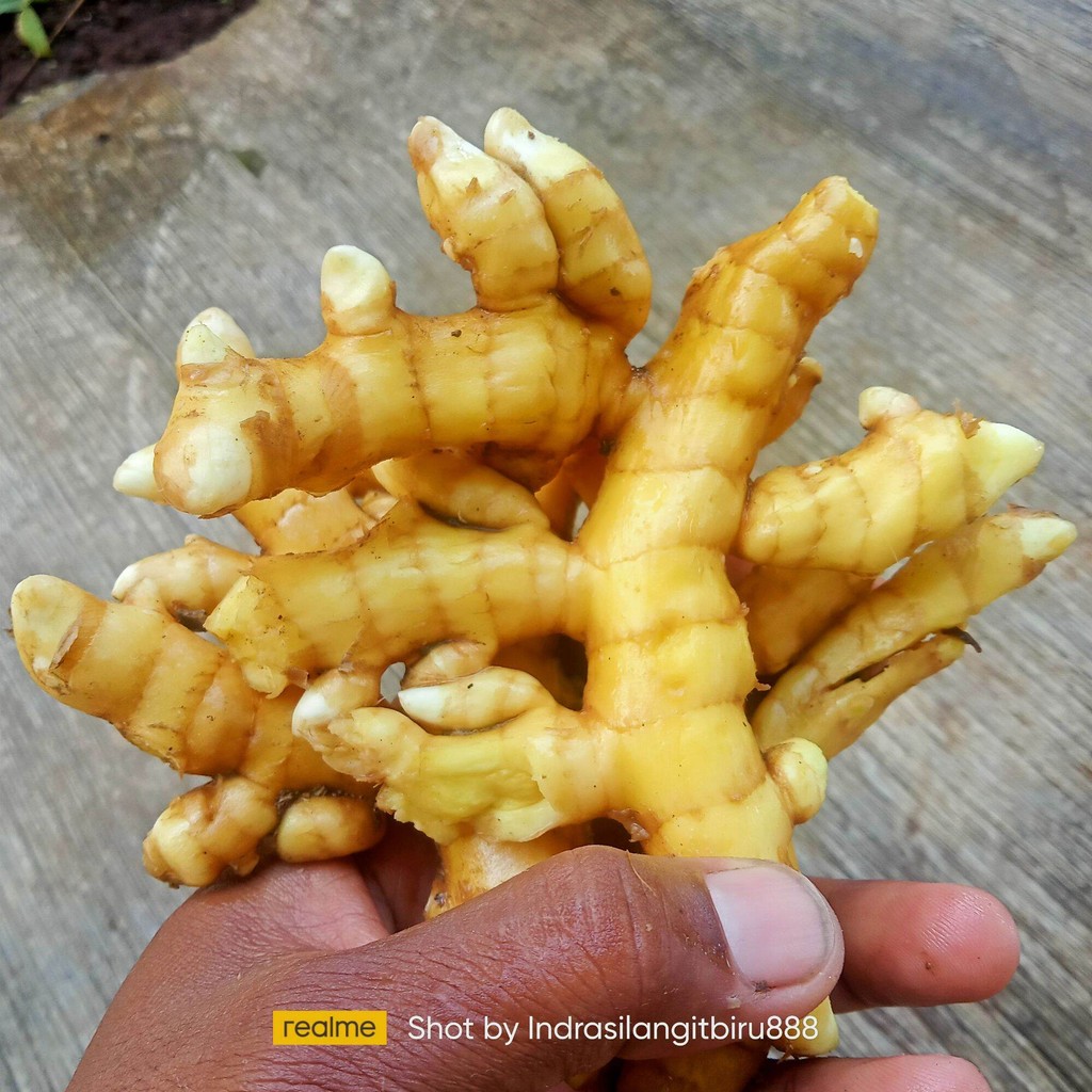 

Temu Mangga segar 2 kg