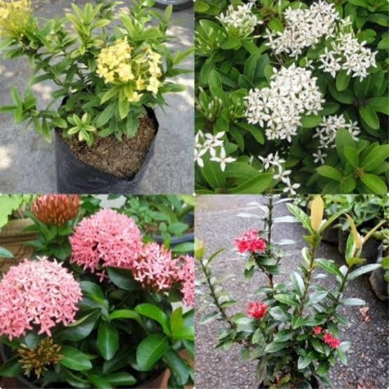 paket 4 tanaman hias asoka jepang - asoka jepang mini - asoka mini