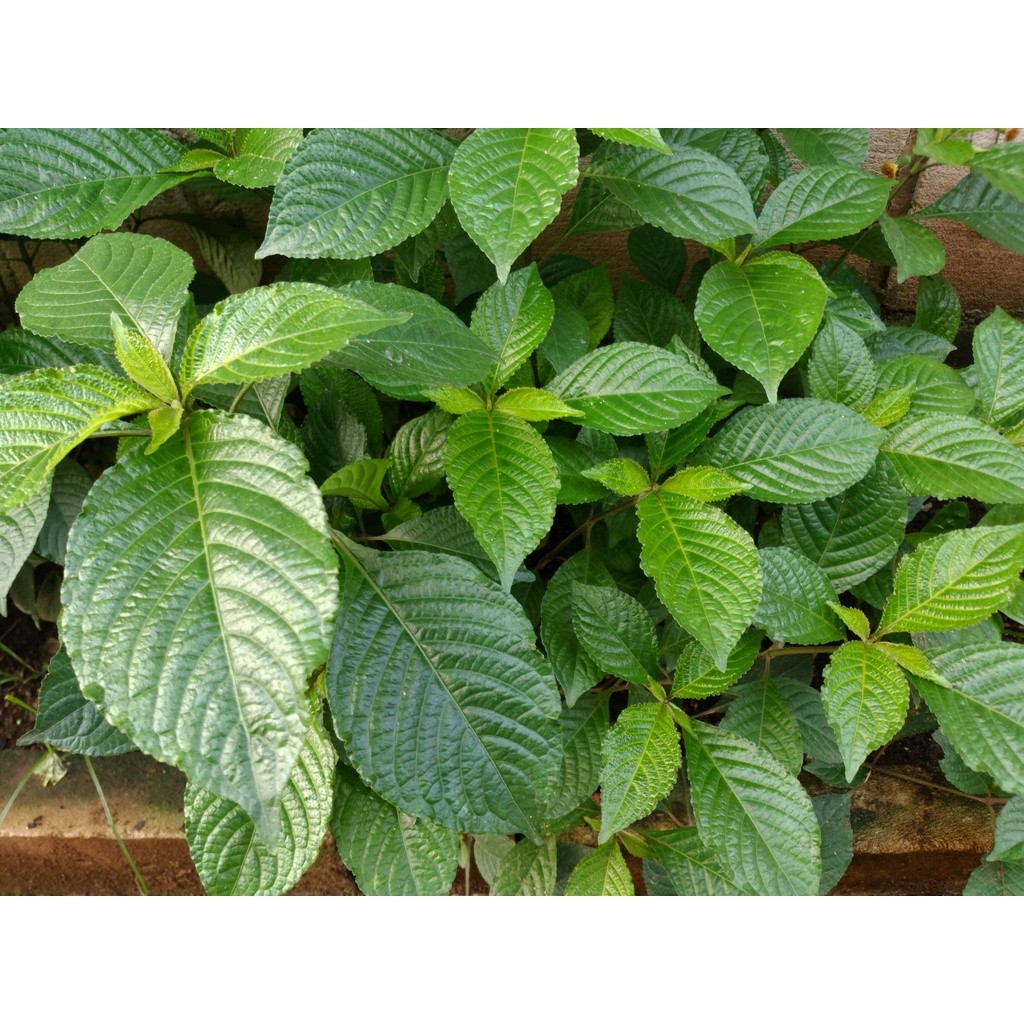 

Baru promoDaun pecah beling - daun keji beling hijau segar 1 kg COD