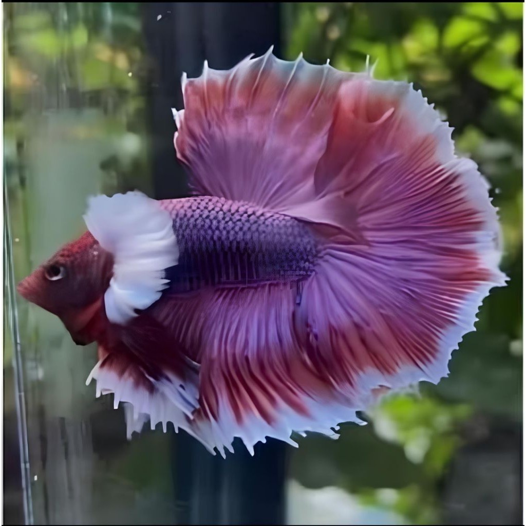 cupang halfmoon big ear lavender jantan