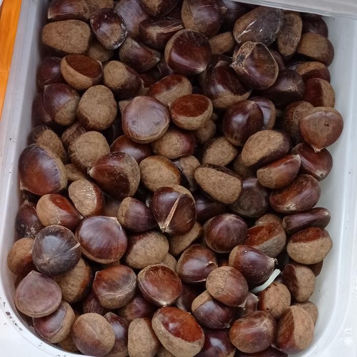 

Kacang Chessnut Korea 1 kg