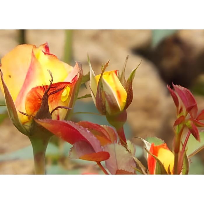 Cod TANAMAN HIAS MAWAR MINI//MAWAR IMPOR