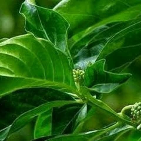 

New Promo Daun mengkudu/ Daun pace Segar 250gram COD Segar alami Lestari Alamku