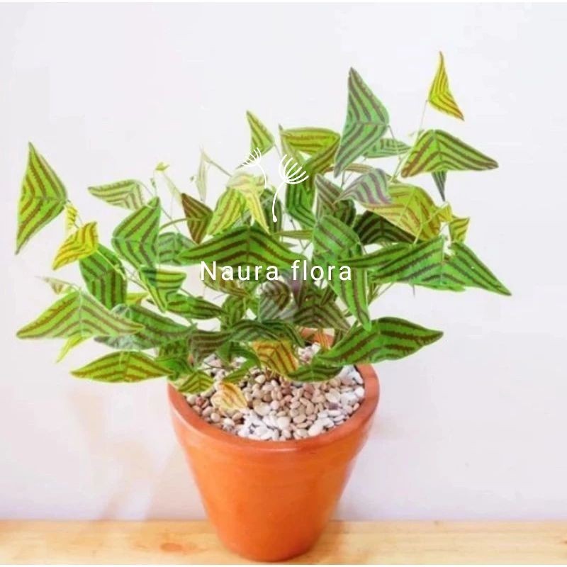 Tanaman kupu kupu oxalis - pohon oxalis batik