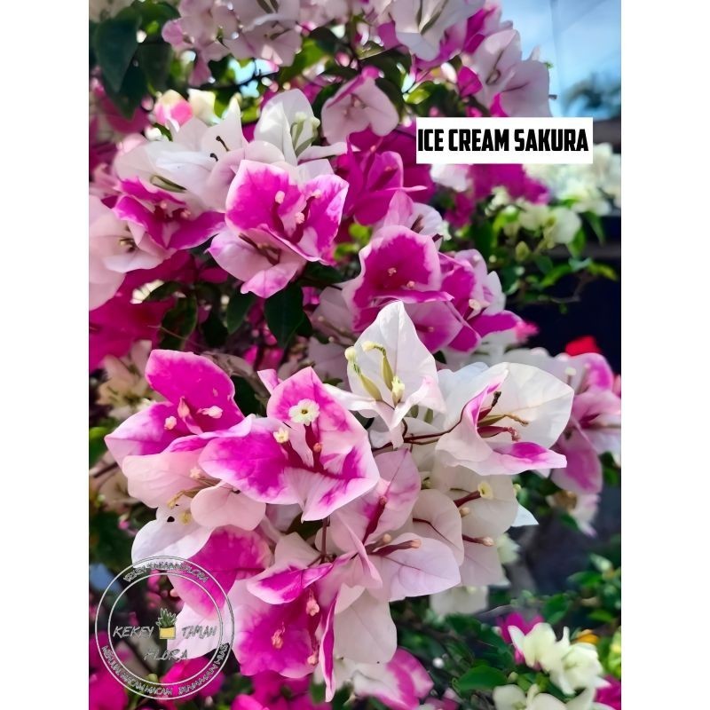 Tanaman Hias Bunga Bougenville Ice Cream Sakura - Bougenville Kembang Kertas