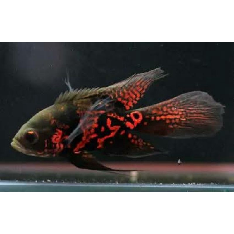 Ikan Hias Oscar Oskar Slayer Ikan Hias Air Tawar Predator Aquarium Kolam