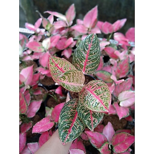 aglaonema diana dewasa