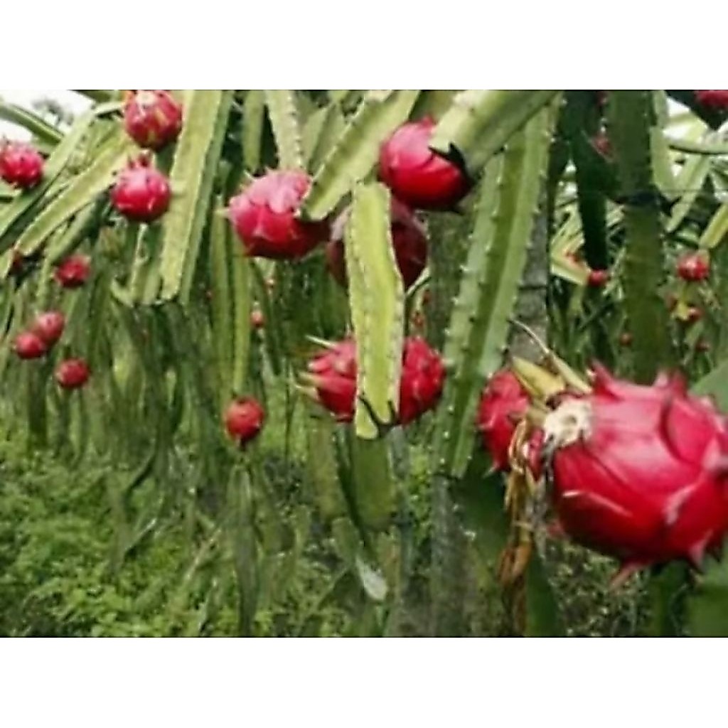 Bibit pohon buah naga merah bibit buah naga