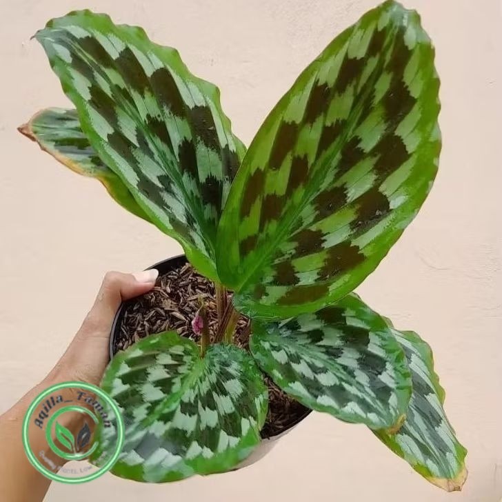 Tanaman hias Calathea Merak / Tanaman Pot Calathea Merak / Tanaman Indoor Calathea Merak / Calathea 