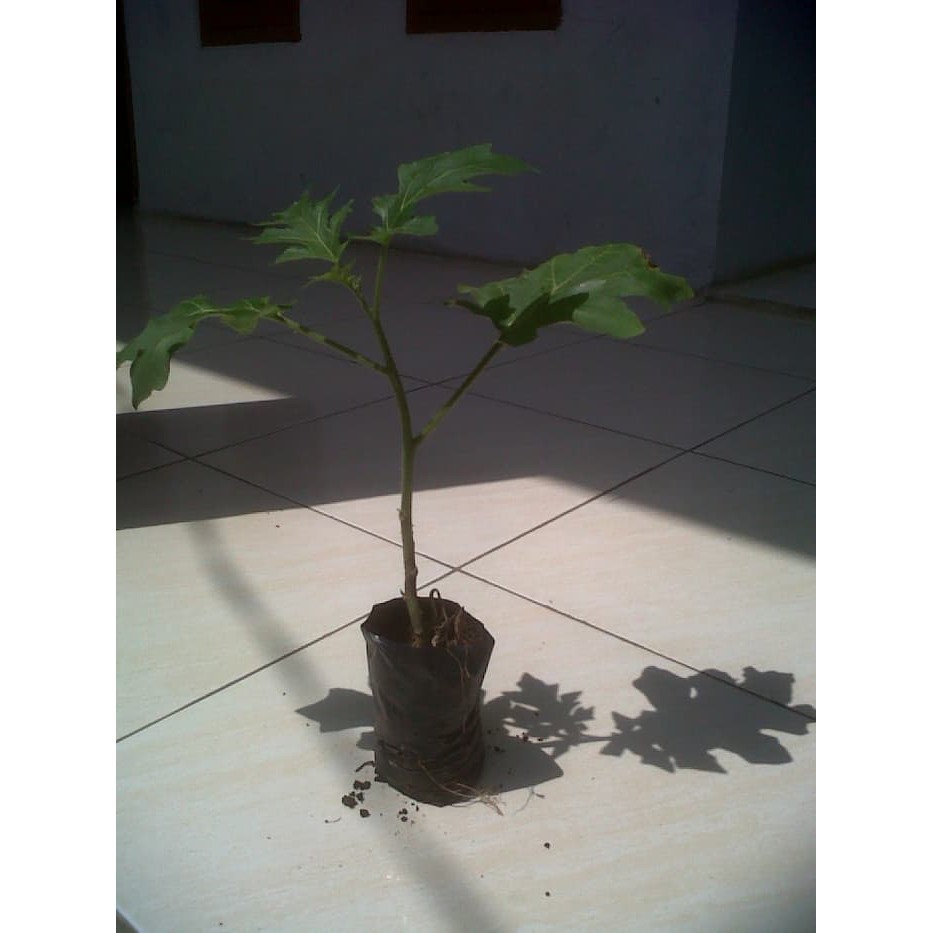 

Pohon takokak segar - takokak / Tekokak / solanum torvum