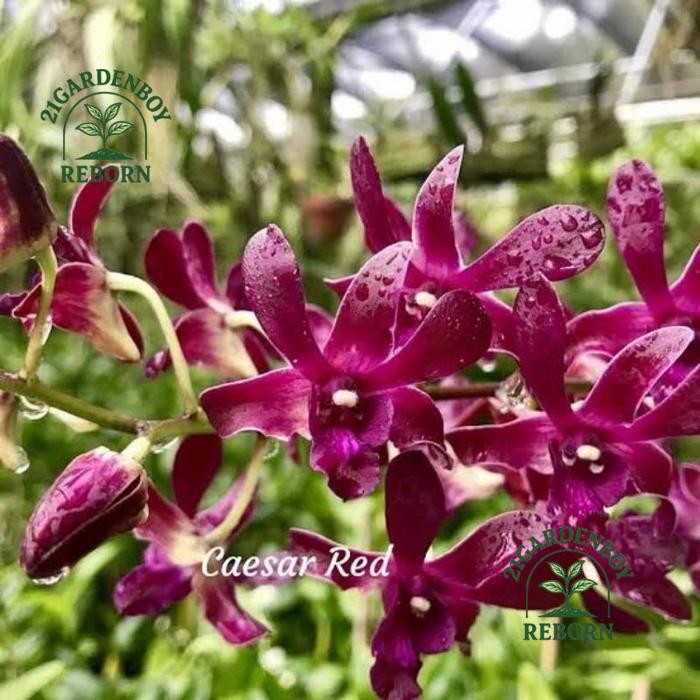 (BISA COD) Anggrek Dendrobium Caesar Red Dewasa .