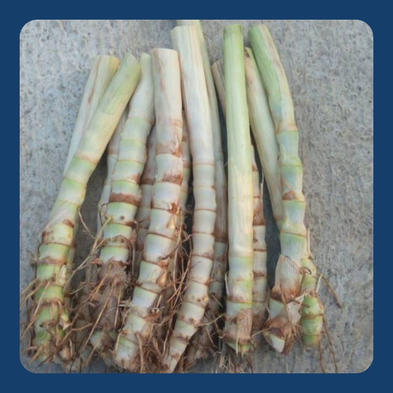 zst12 - Bibit Tanaman Rumput Odot Super - Bibit Odot Jumbo 50 batang