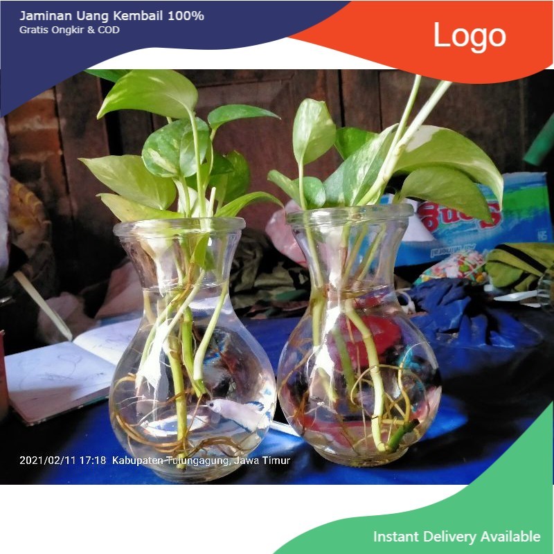 akuarium mini/gelas cupang unik/vas bunga + bonus 1 ekor ikan cupang