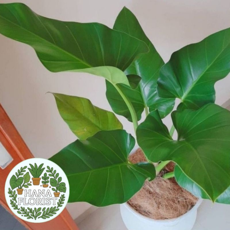 ( BISA BAYAR DI TEMPAT ) ( BISA COD ) Philodendroon Marble Ukuran Besar - Tanaman Hias Philo Marbel 
