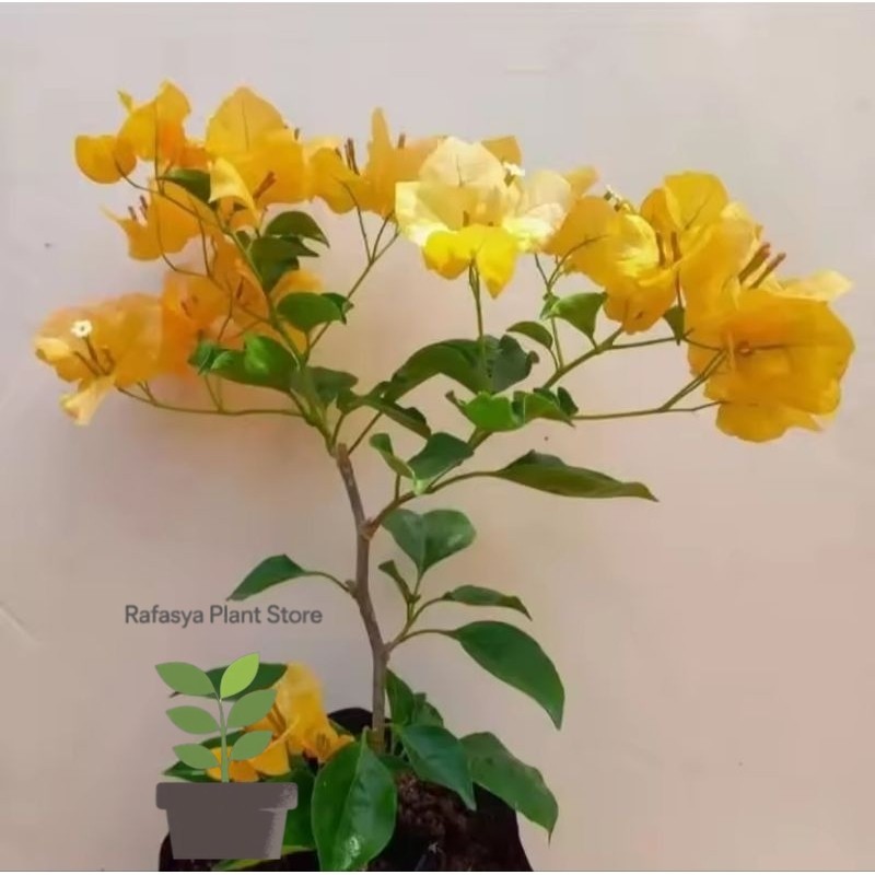 BUGENVIL Tanaman hias bougenville monalisa kuning - bougenville bunga kuning