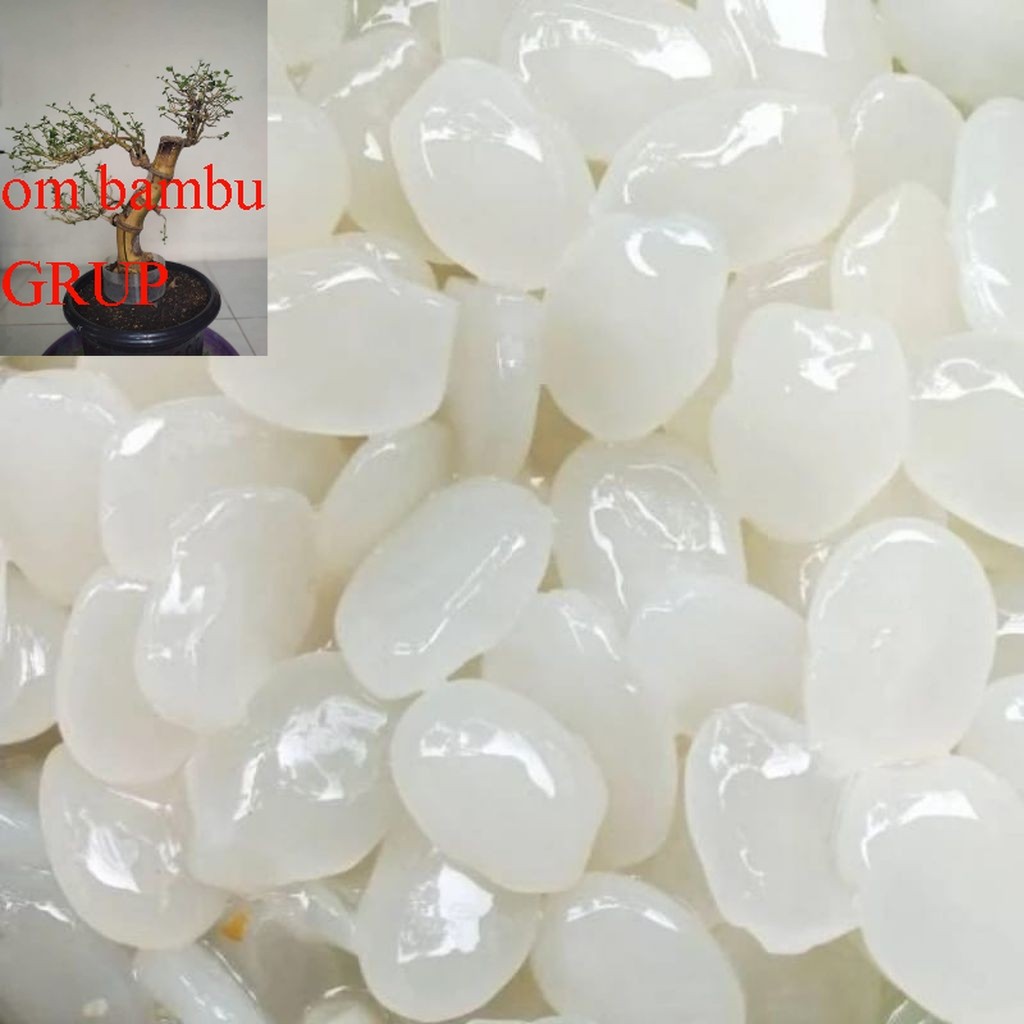 

Kolang kaling segar kolang kaling super kolang kaling medan bahan manisan terbaik 1 kg bersih