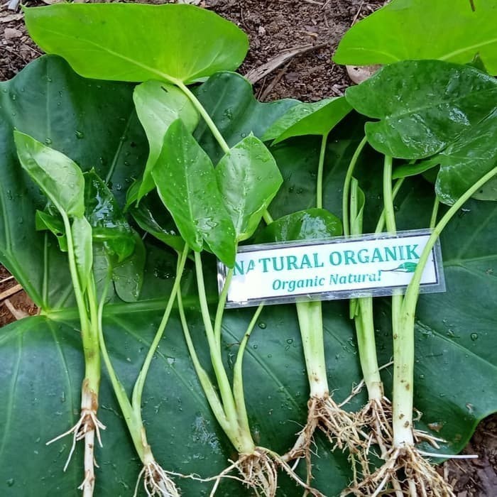 (PROMO) Promo BIBIT TALAS SENTE BESAR Murah (FRESH) Lestsri Alamku