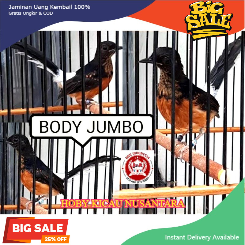 trotol murai bahorok body SUPER double RING BNR