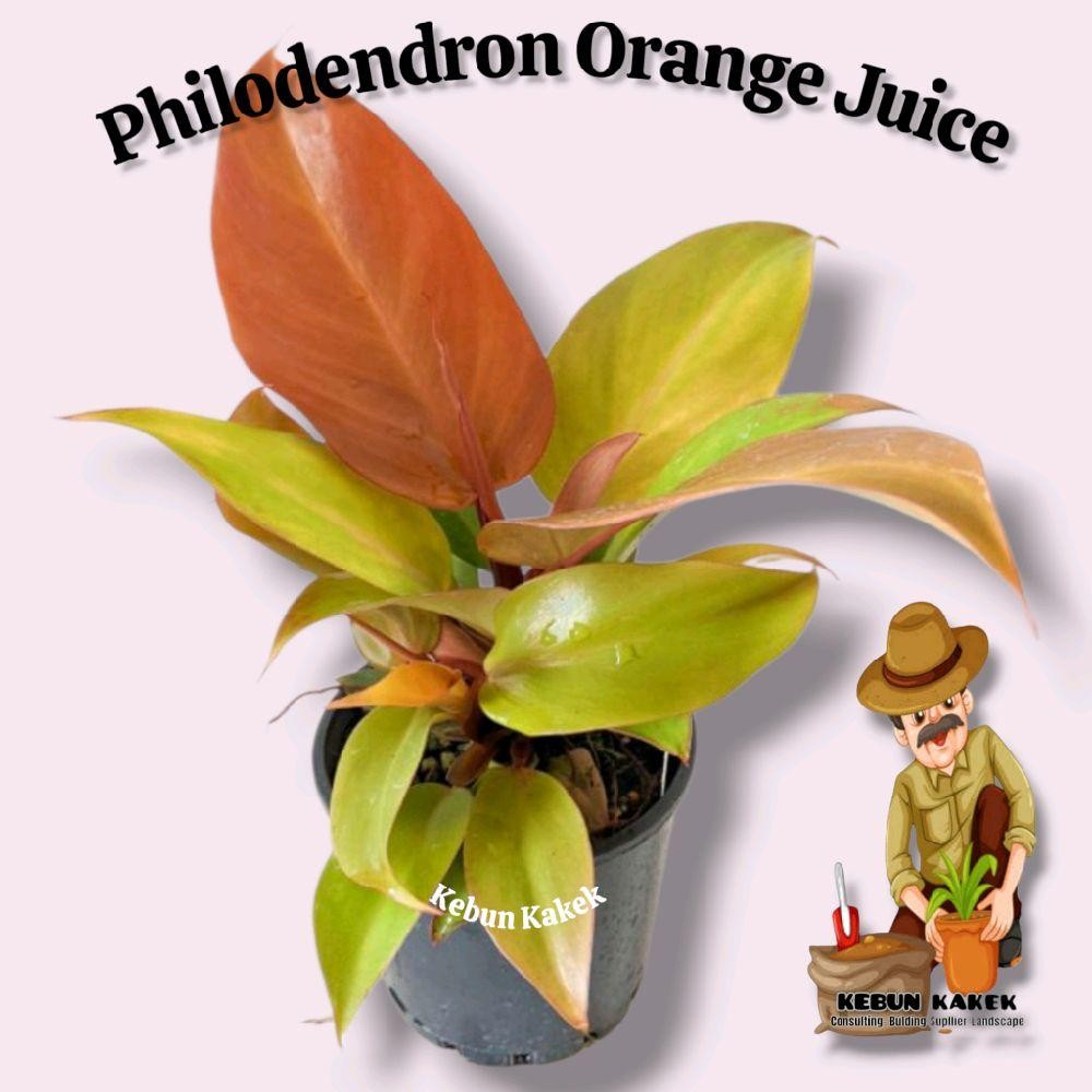Philodendron Orange Juice / Tanaman Hias Philodendron Orange Juice / Bibit Philodendron Orange Juice