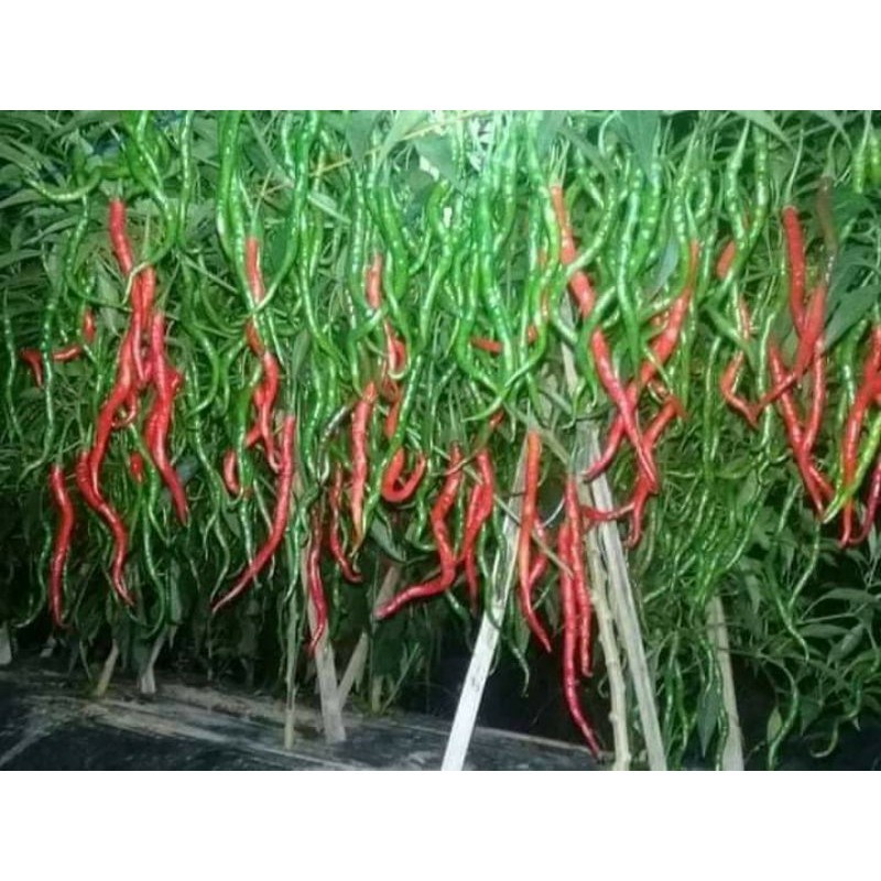 paket isi 50 Benih /Biji Cabe Awe Aceh  - Benih Cabe Merah Keriting Awe Aceh - Bibit Cabe Awe Aceh -