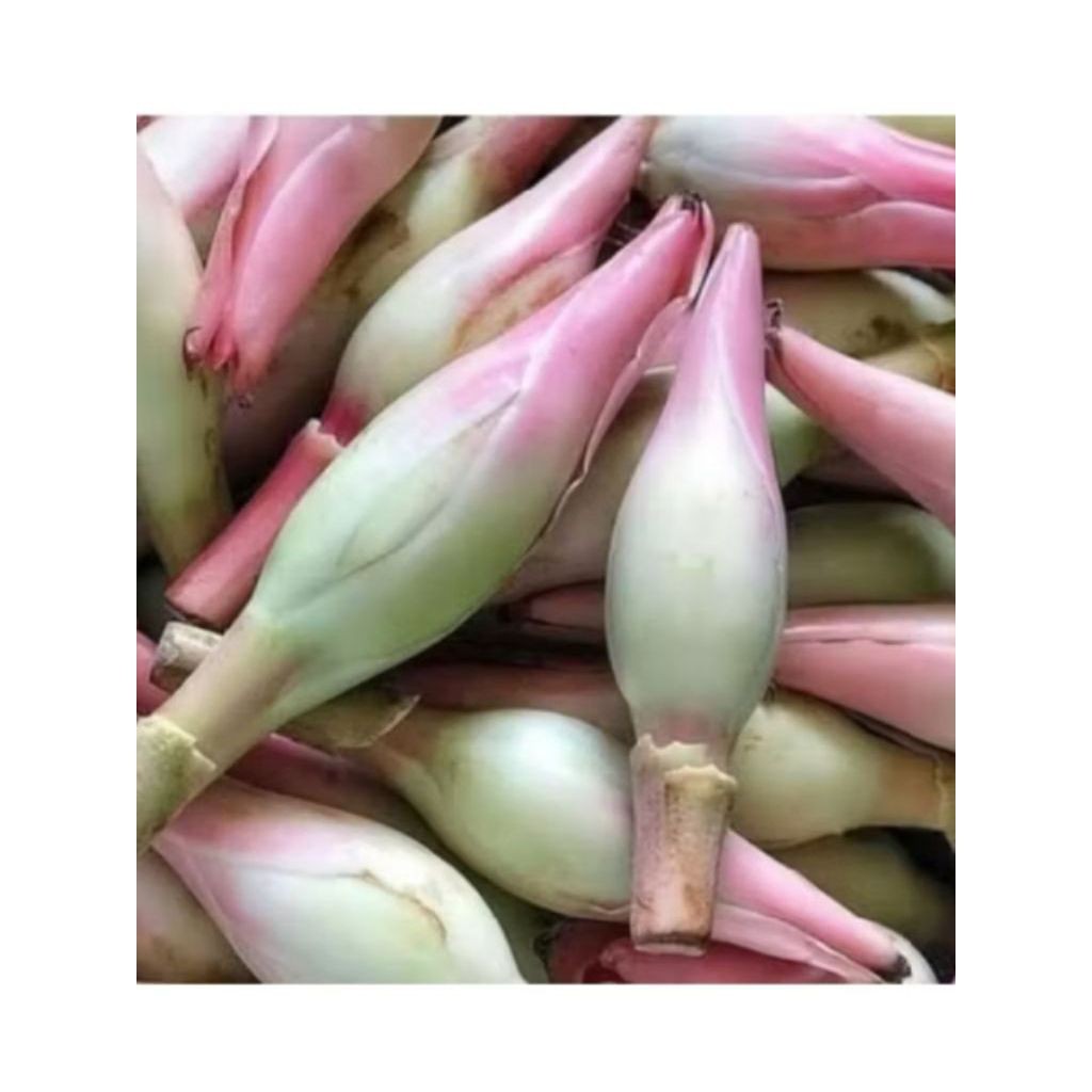 kecombrang bunga kecombrang 1kg