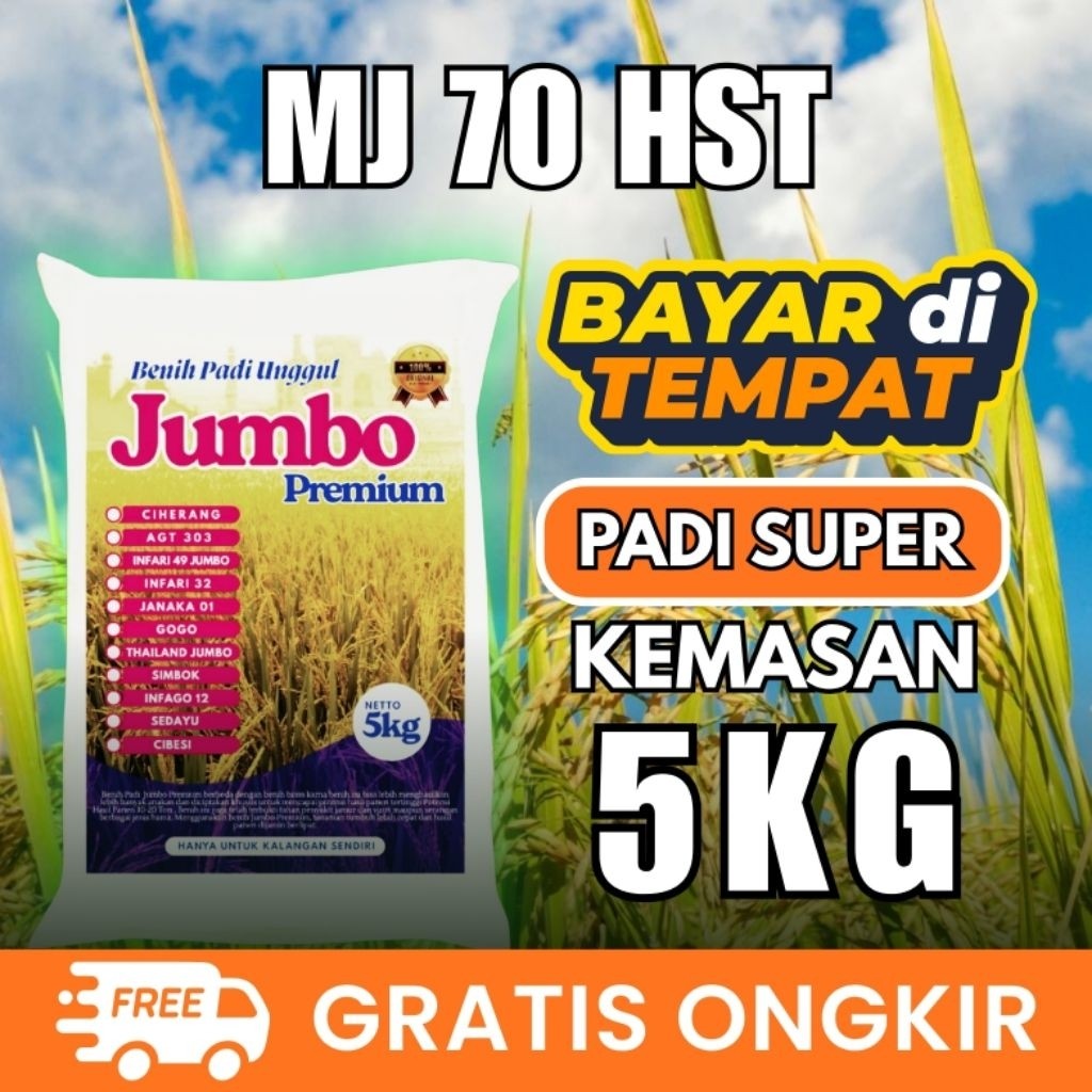MJ 70 hst bibit padi umur 70 hst / 70 hari kemasan 5kg