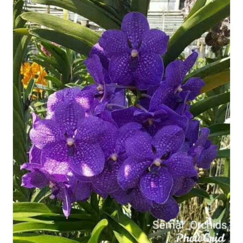 Seedling Anggrek Vanda hybrid jumbo