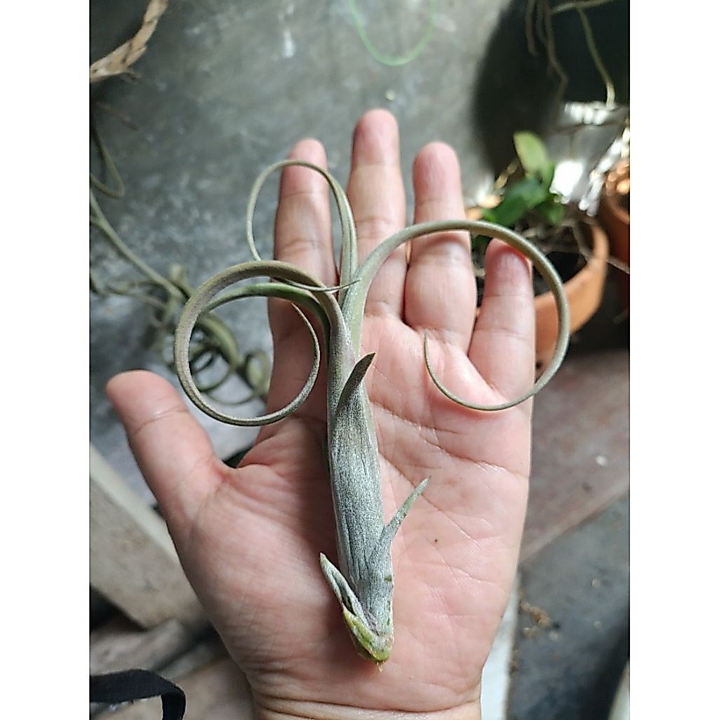 Tillandsia Intermedia Giant