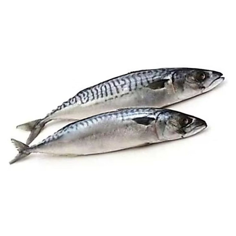 Ikan Salem Laut / Ikan Salem