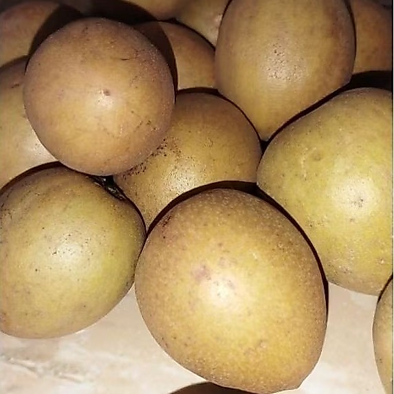Sawo Madu fress 1 kg/Buah sawo