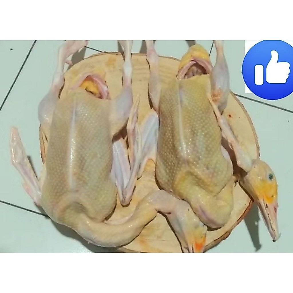 mentok segar Fress/entok segar/daging entok/mentok berat kurleb 1,3 kg order by reques ya...pesen sa