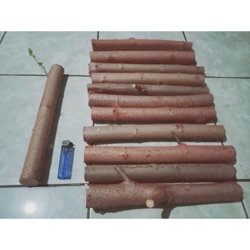 HalimunHerbal Bahan Stek Murbei Batang Besar/ Bibit Stek Batang Murbei