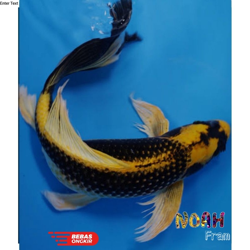 Isi aquarium Koi Kabuto Slayer Sisik Naga super 8 - 10cm isi 2ekor