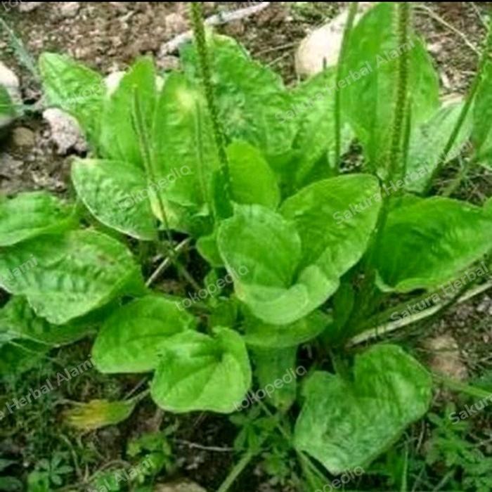 

daun sendok kiurat 250gram