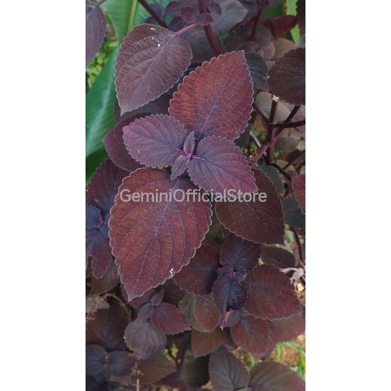 

Daun miyana iler jawer kotok daun miyana herbal segar fresh per lembar Herbal Store_28