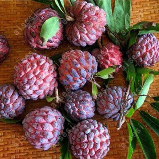 

Buah Srikaya Merah Unggul 1 Pcs