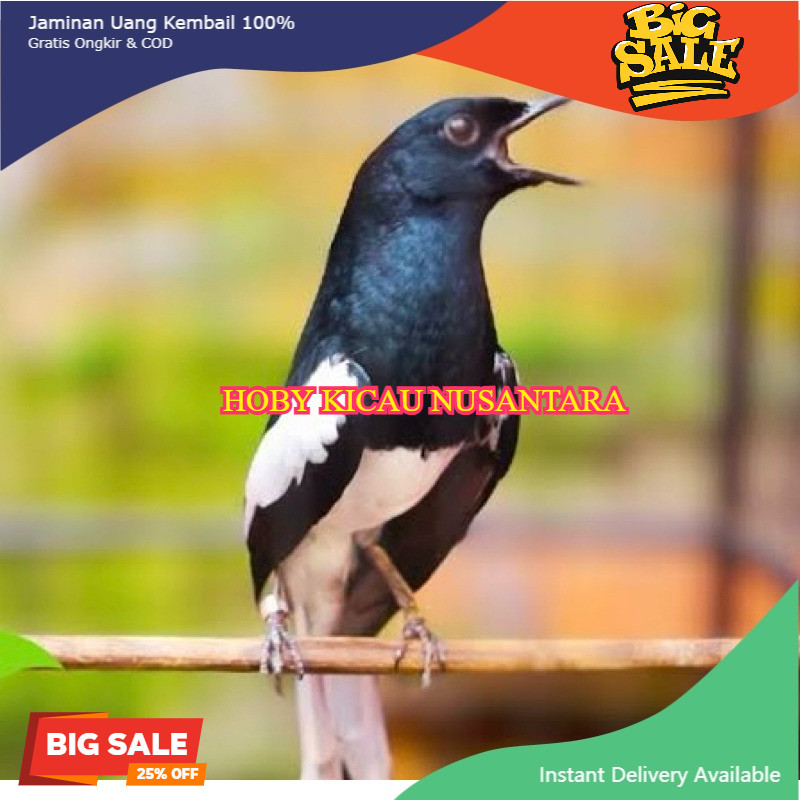 KACER KALIMANTAN DAPUT Dada putih pilihan mulus GRADE A super