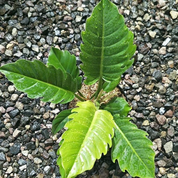 Philodendron Green Saw | Tanaman hias | Philo Indoor