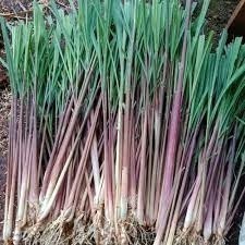 

TILASSALAM 1 Kg Sereh Wangi Merah - Sereh Lanang Tanaman Obat Tradisional Herbal