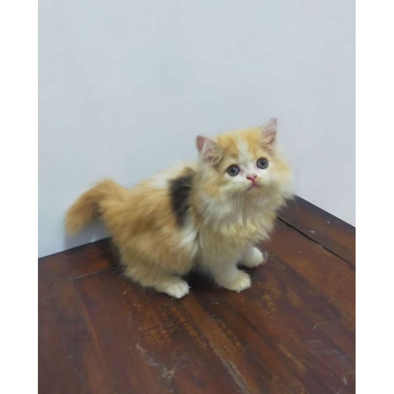 kucing Persia norwegian longhair