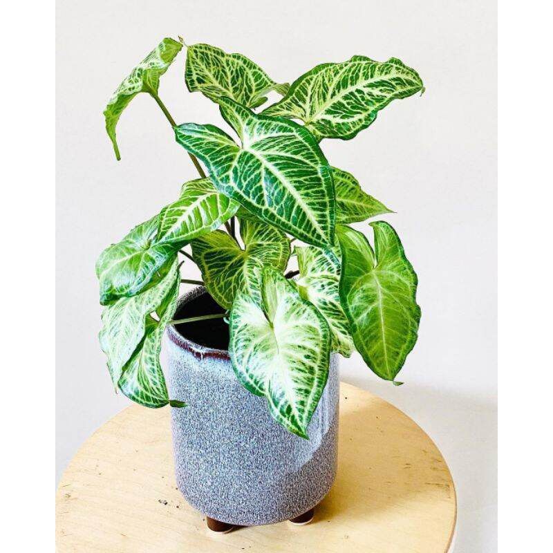 Tanaman hias syngonium batik-pohon syngonium batik