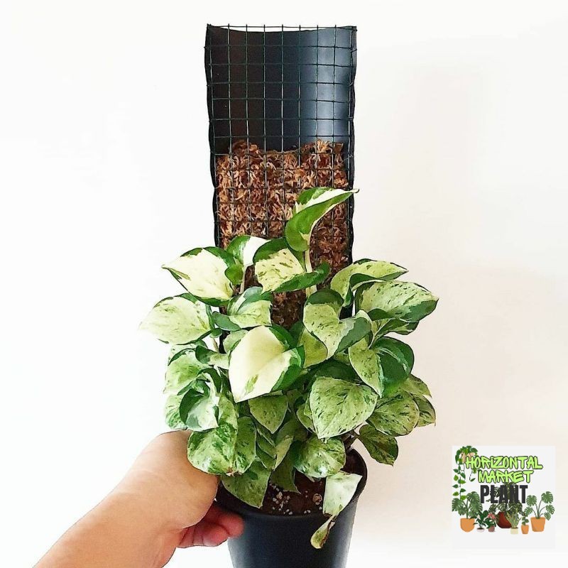 { BISA COD } tanaman hias epipremnum manjula sirih gading manjula tanaman merambat manjula photos