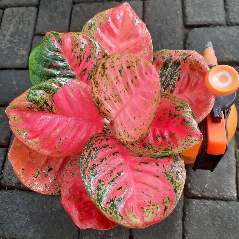 ( GRATIS ONGKIR ) Aglaonema wulandari / Aglonema wulandari Remaja florist nursery / Aglonema wulanda