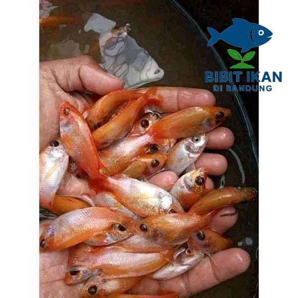 Bibit / benih ikan Nila Merah 1  jari Per Ekor