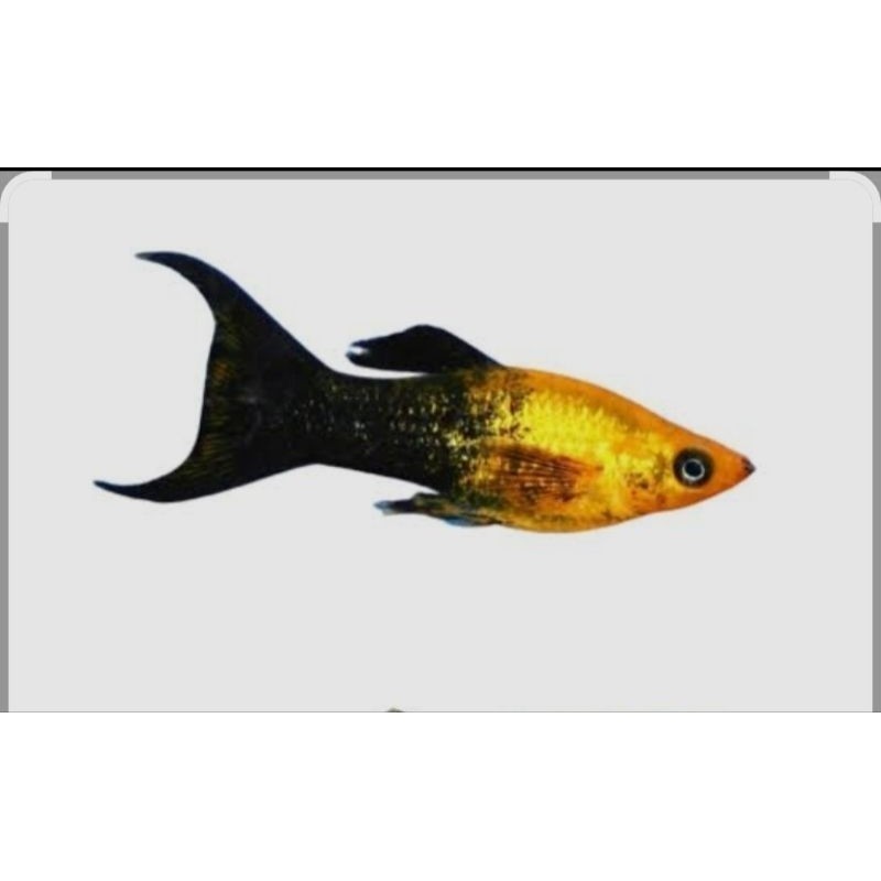 GANCI ikan hias molly golden black ekor cawang / ikan moly golden aquascape / ikan molly golden ekor